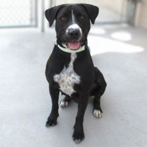 Lily, Young Female Mixed Breed