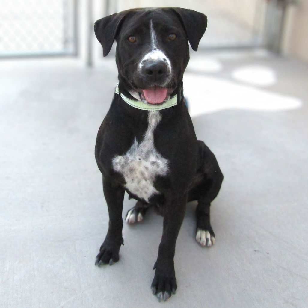 Lily, an adoptable Mixed Breed in Las Cruces, NM, 88012 | Photo Image 1
