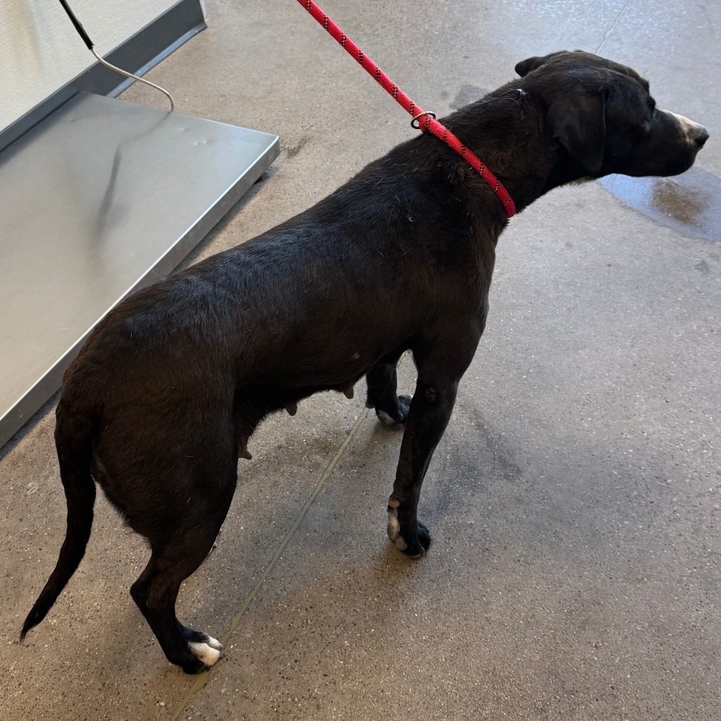 Lily, an adoptable Mixed Breed in Las Cruces, NM, 88012 | Photo Image 2