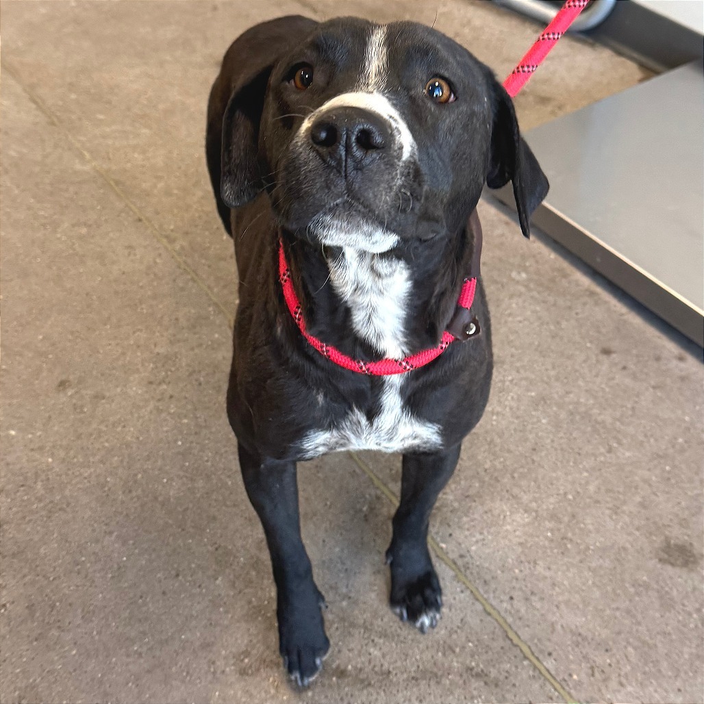 Lily, an adoptable Mixed Breed in Las Cruces, NM, 88012 | Photo Image 3