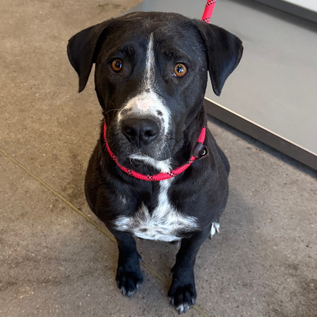 Lily, an adoptable Mixed Breed in Las Cruces, NM, 88012 | Photo Image 4