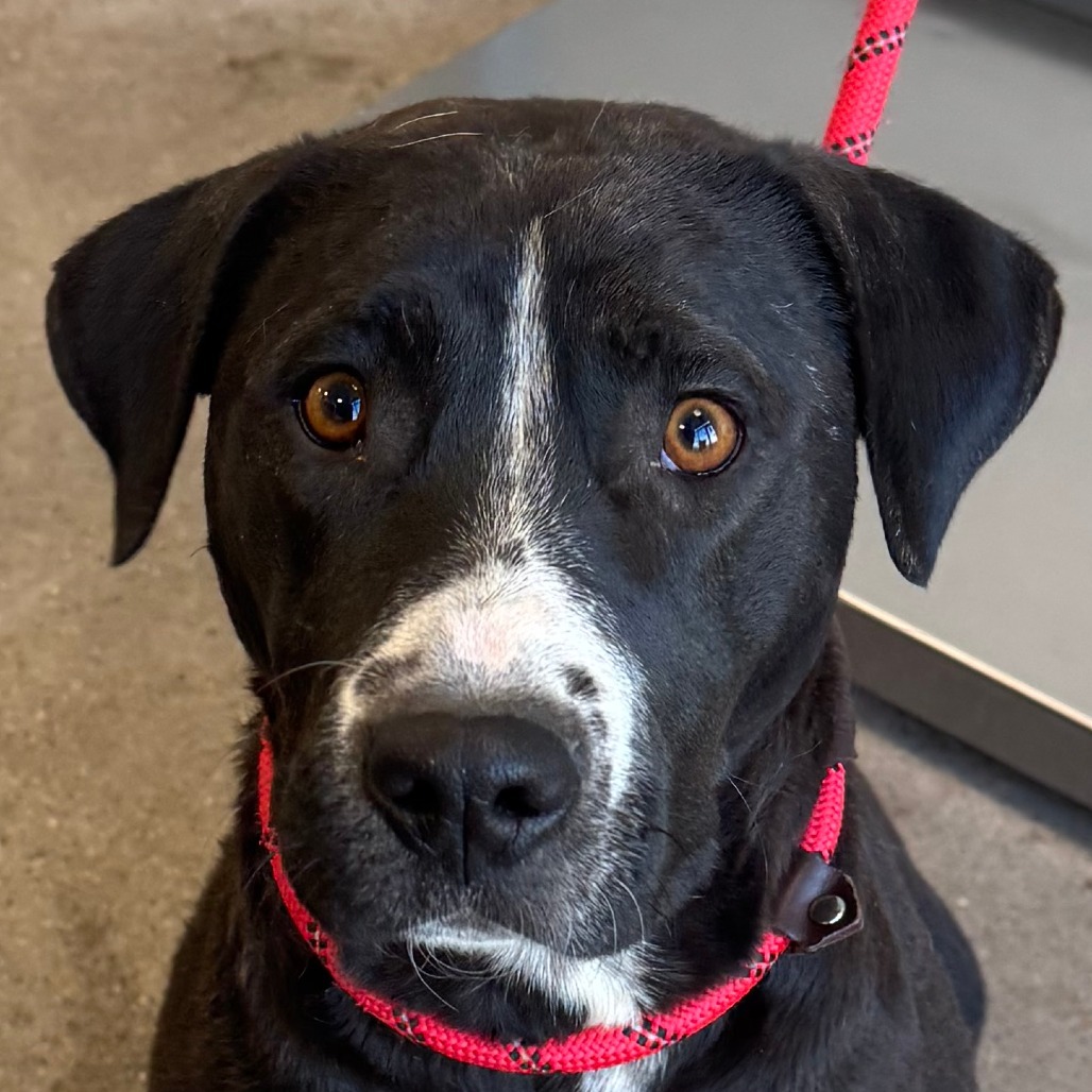 Lily, an adoptable Mixed Breed in Las Cruces, NM, 88012 | Photo Image 5