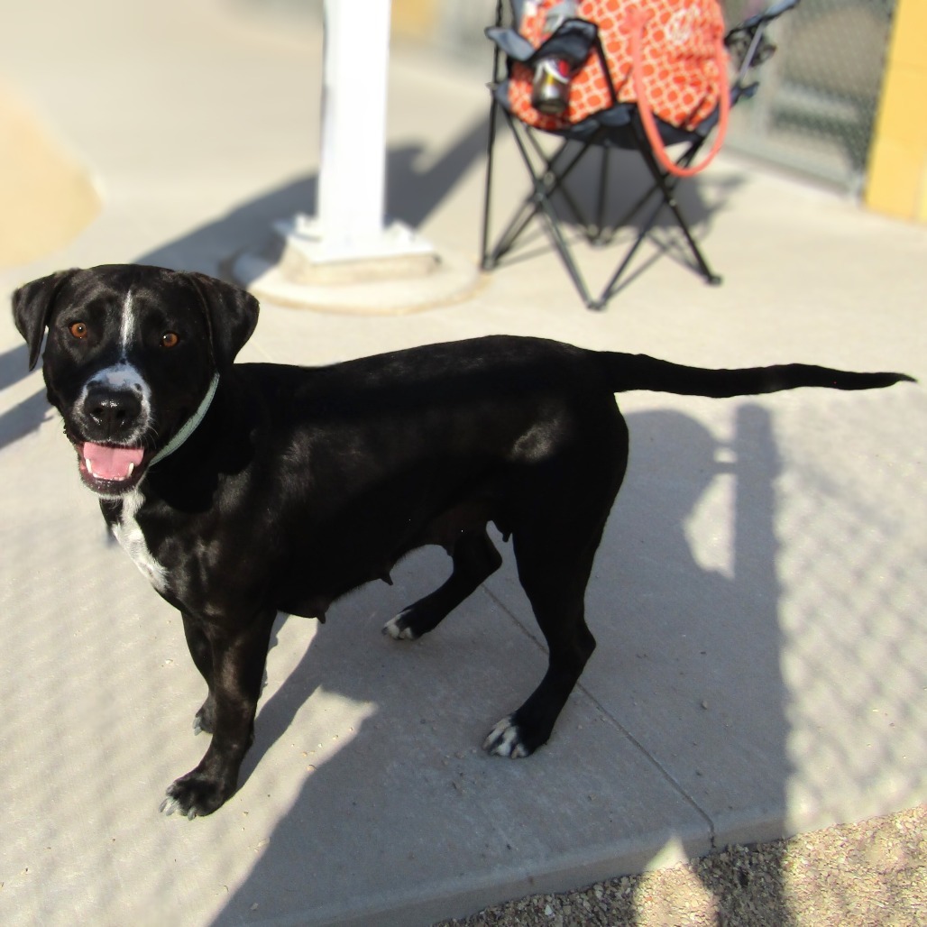 Lily, an adoptable Mixed Breed in Las Cruces, NM, 88012 | Photo Image 6