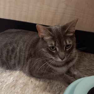 Denali Domestic Short Hair Cat