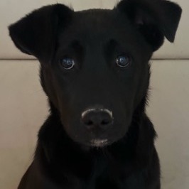 JAKE
