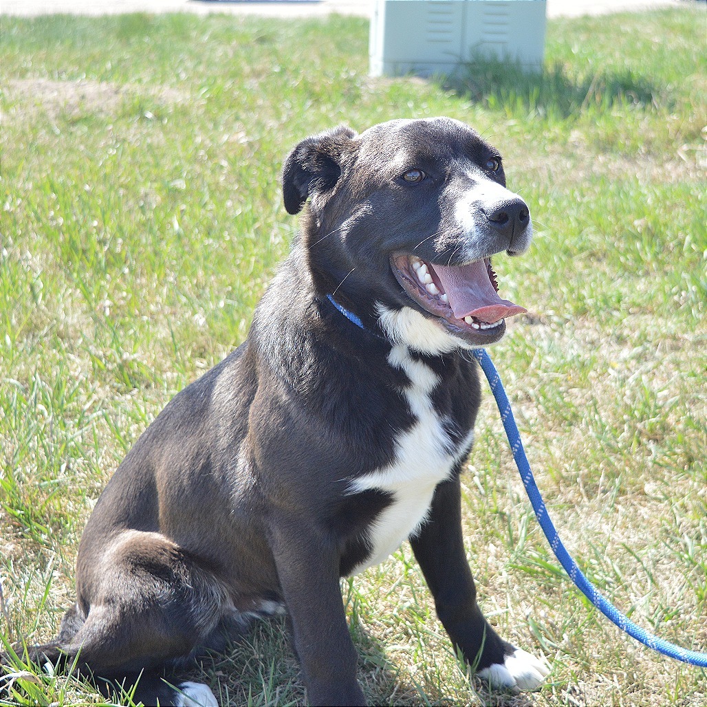 Ranger