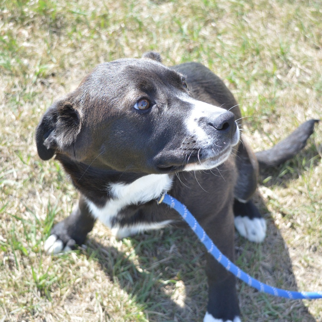 Ranger