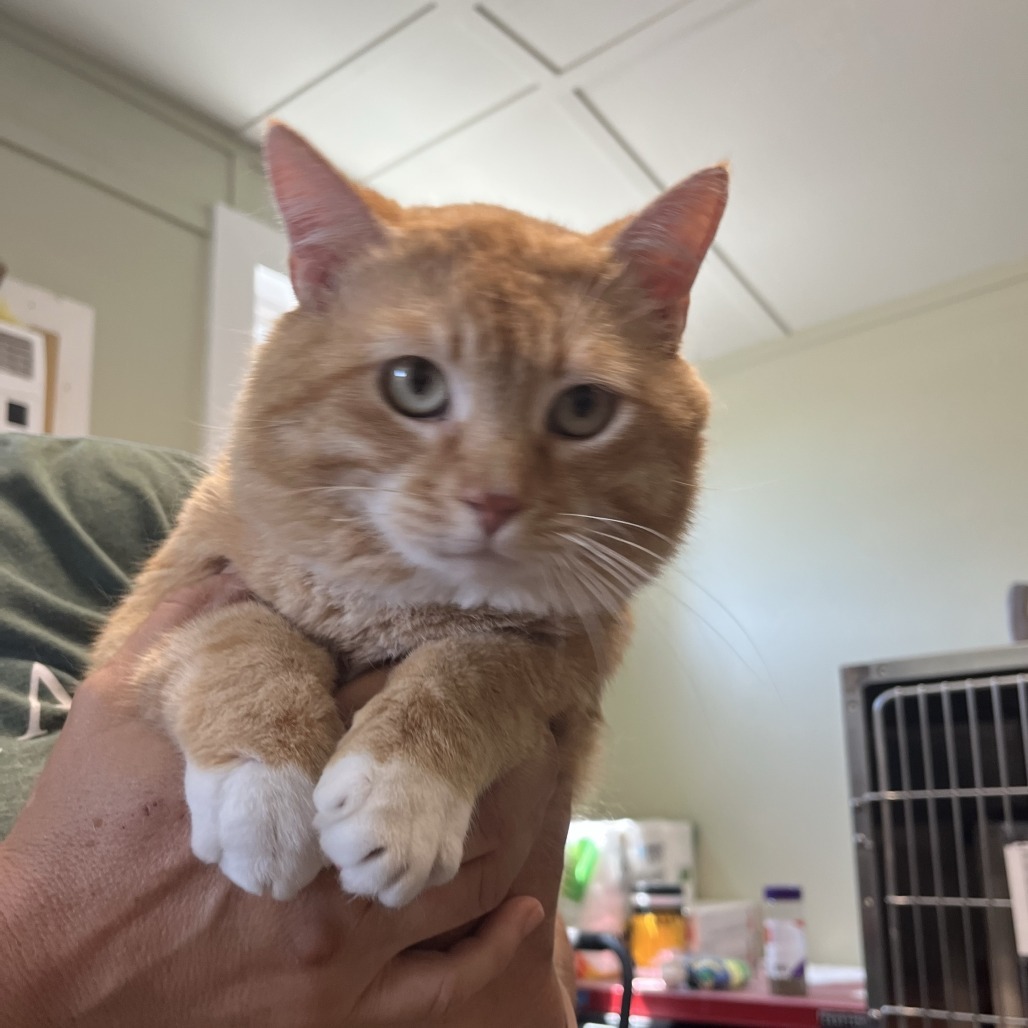 Garfield