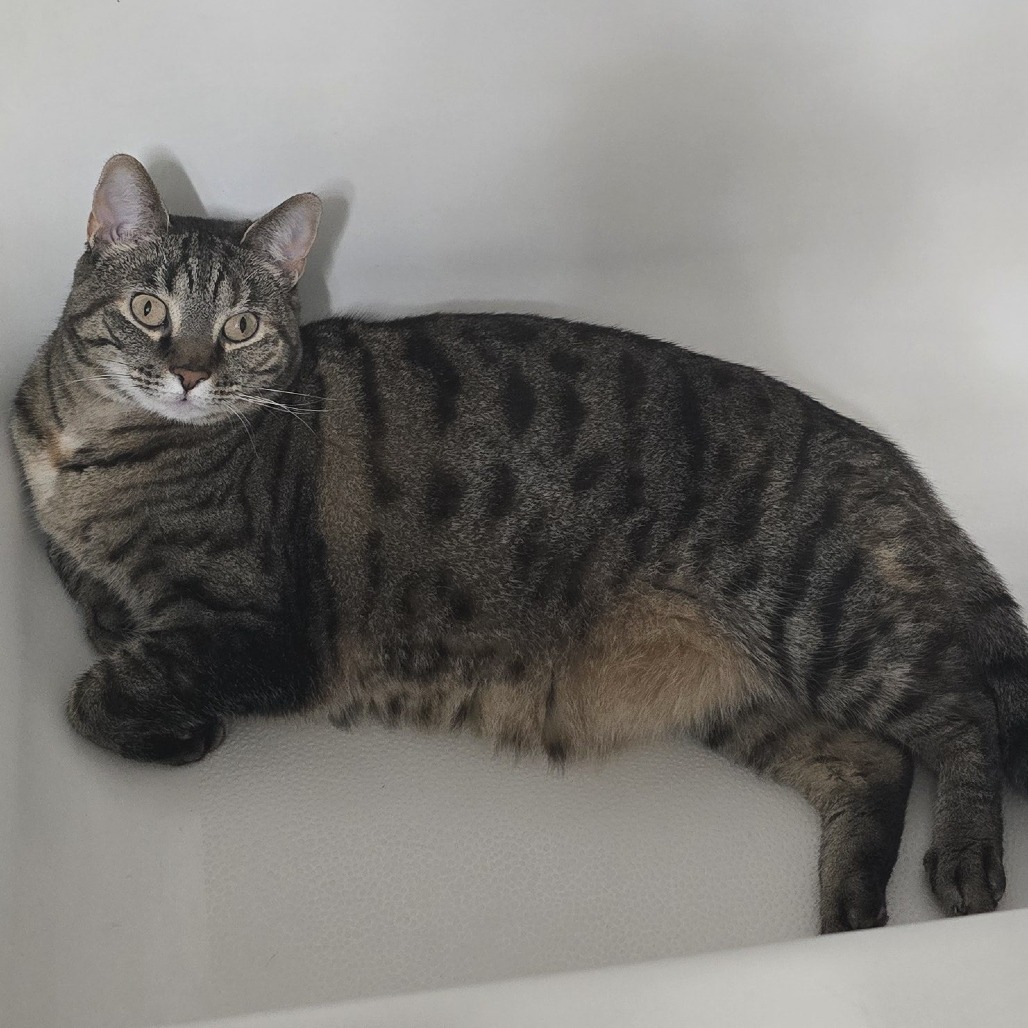 Daphne
