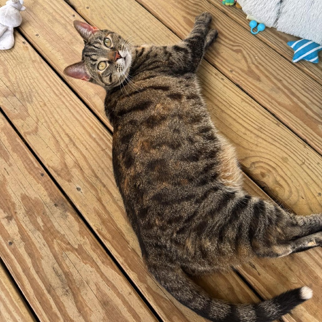 Daphne