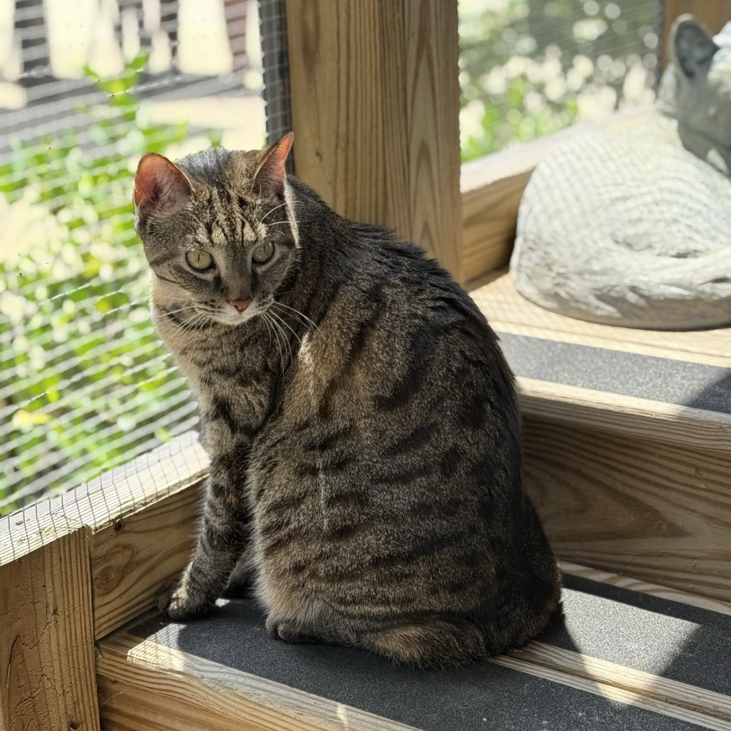 Daphne