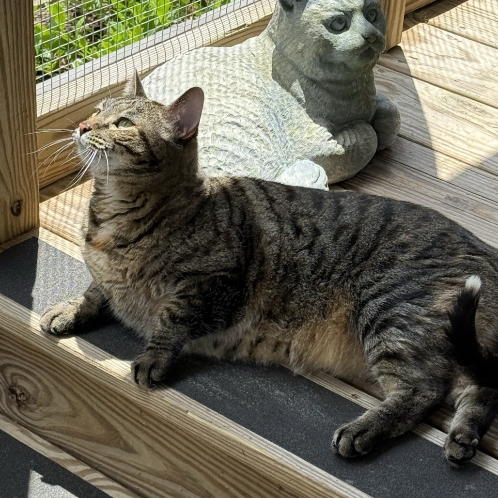 Daphne