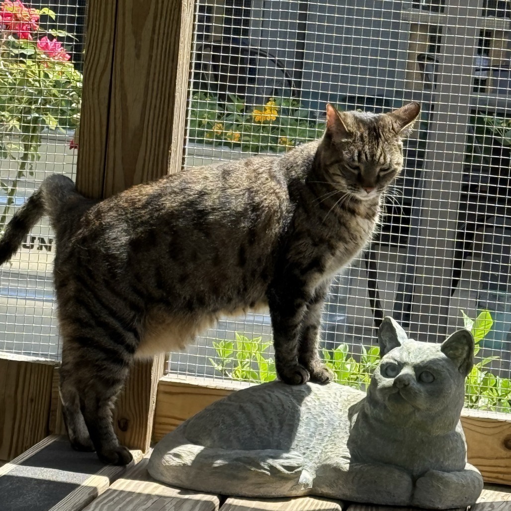 Daphne