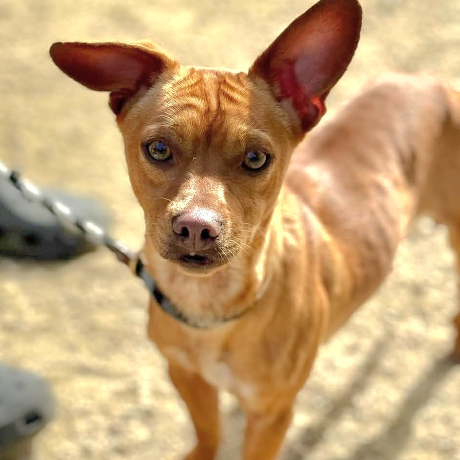 Sancho C000-212- Chino Hills Location