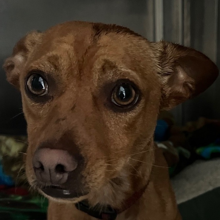 Sancho C000-212- Chino Hills Location