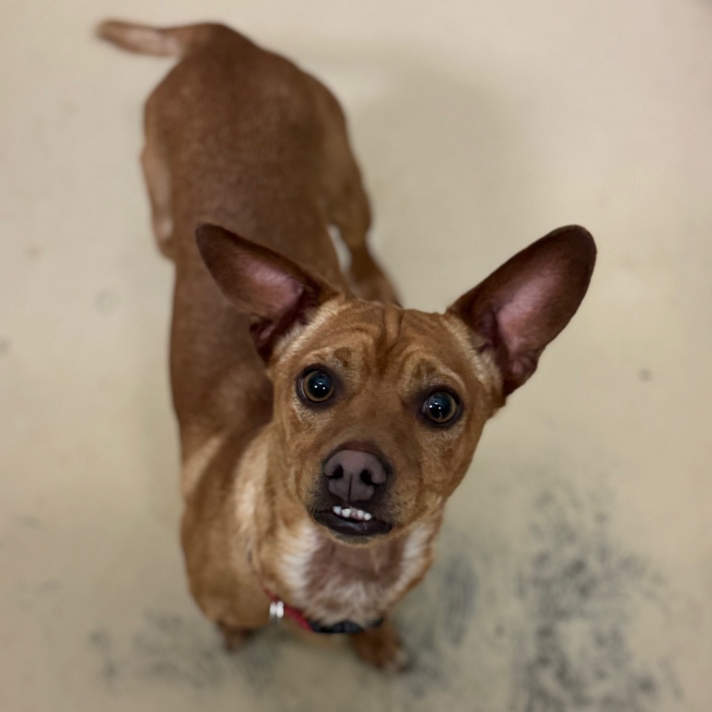 Sancho C000-212- Chino Hills Location