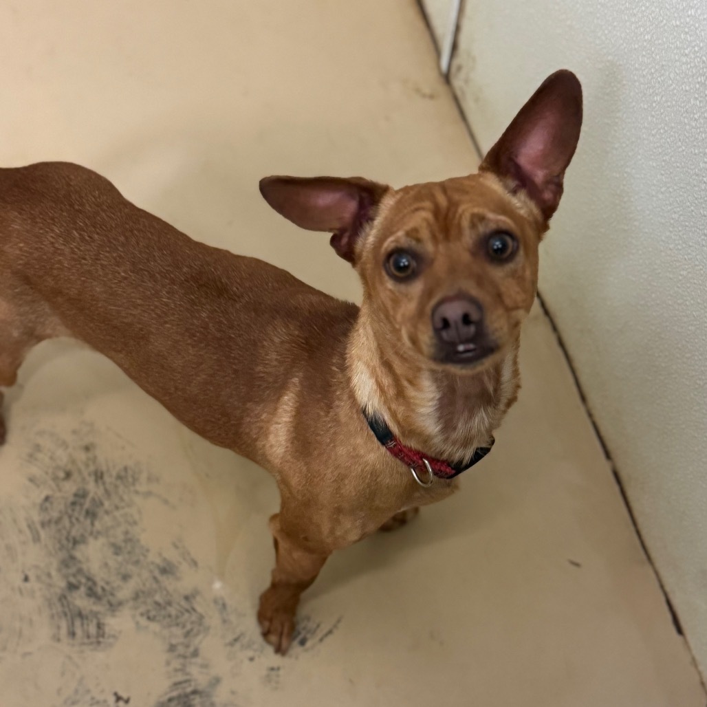 Sancho C000-212- Chino Hills Location