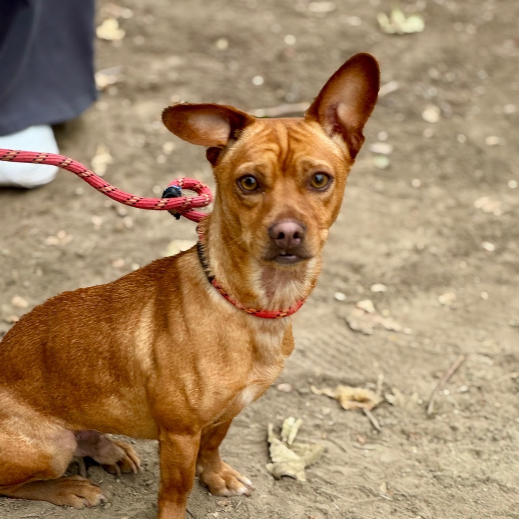 Sancho C000-212- Chino Hills Location