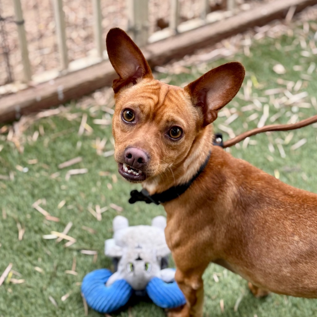 Sancho C000-212- Chino Hills Location