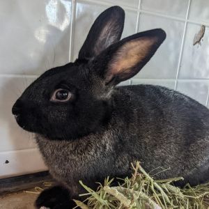 Marley, Adult Male American Fuzzy Lop