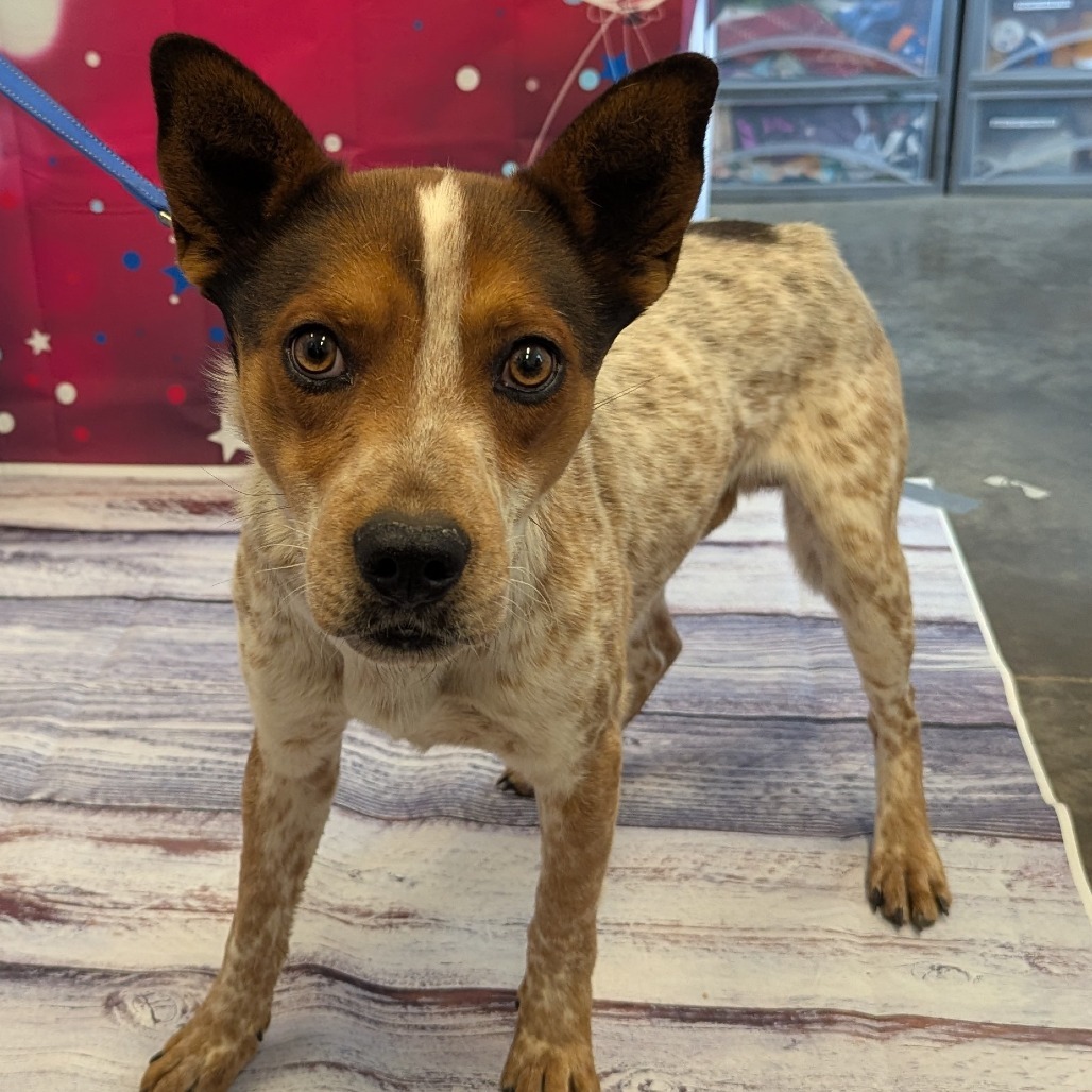 Colt, an adoptable Cattle Dog in Show Low, AZ, 85901 | Photo Image 1