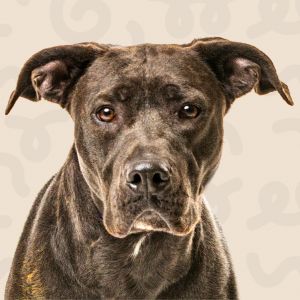 Midnight, Adult Female Mixed Breed