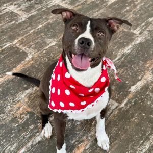 Lychee, Adult Female Pit Bull Terrier