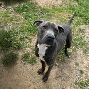 Blake, Young Male Pit Bull Terrier