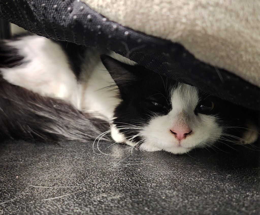 Leo