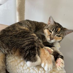 Magnolia, Senior Female Domestic Short Hair