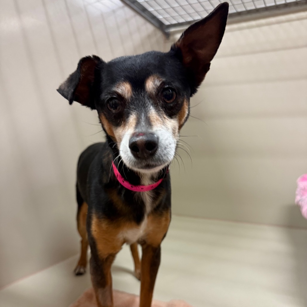 Chiquita
