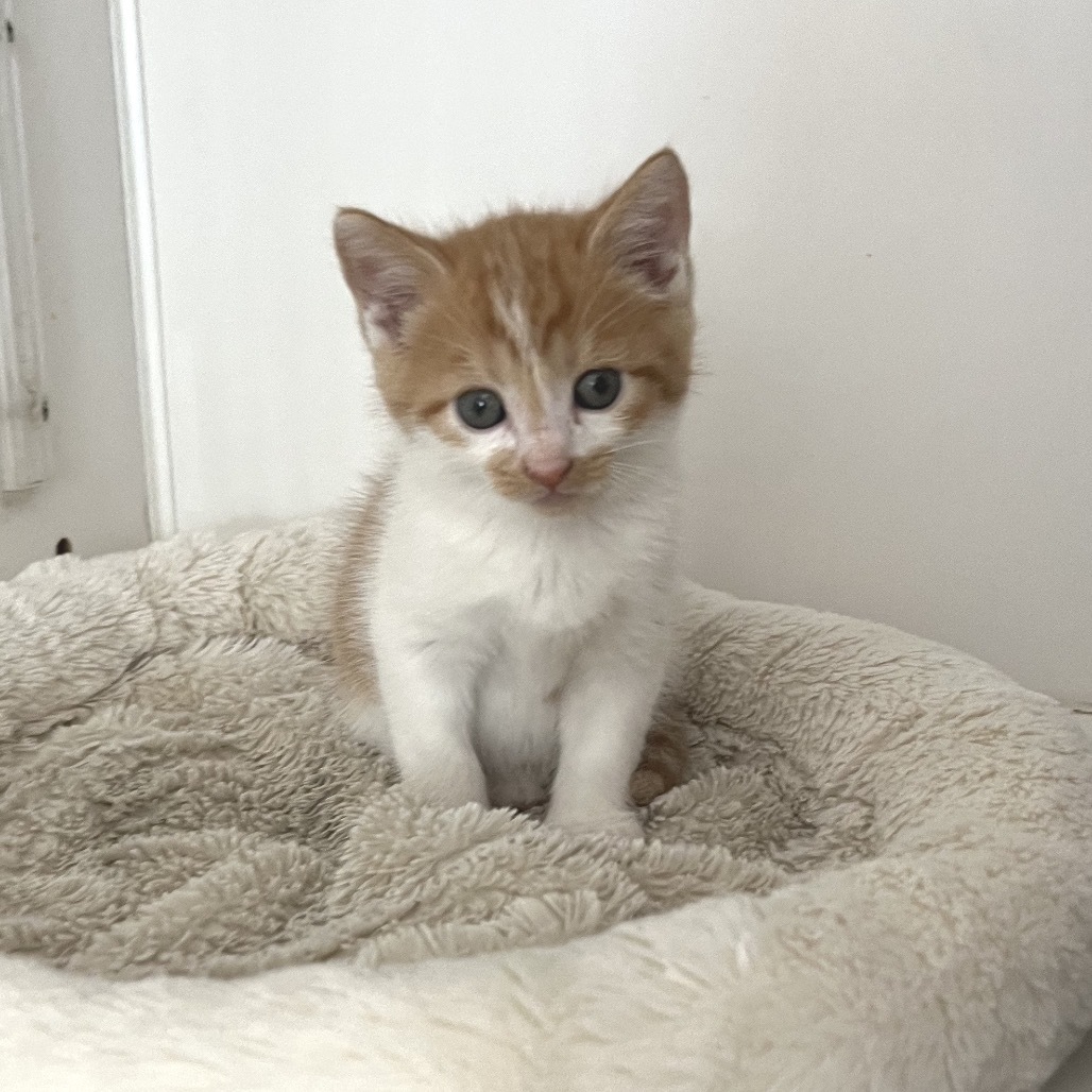Bowie