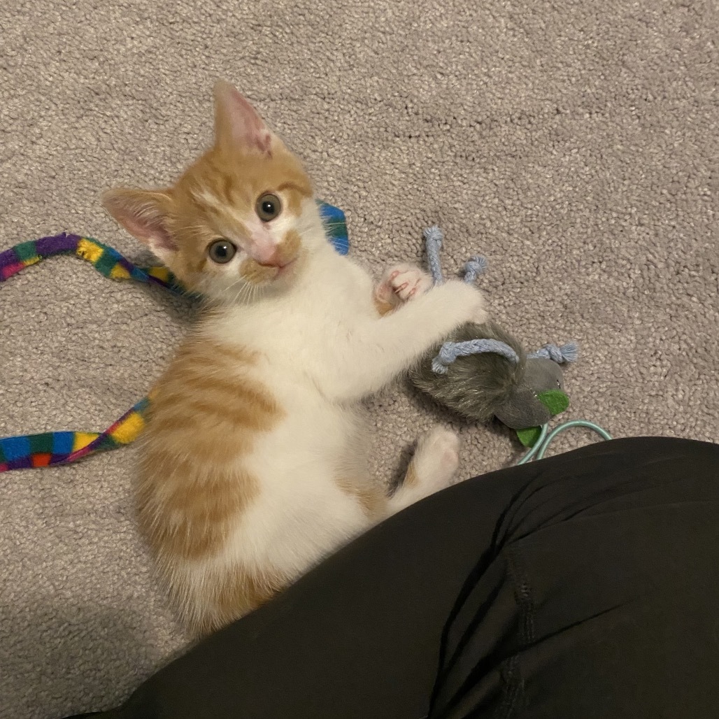 Bowie