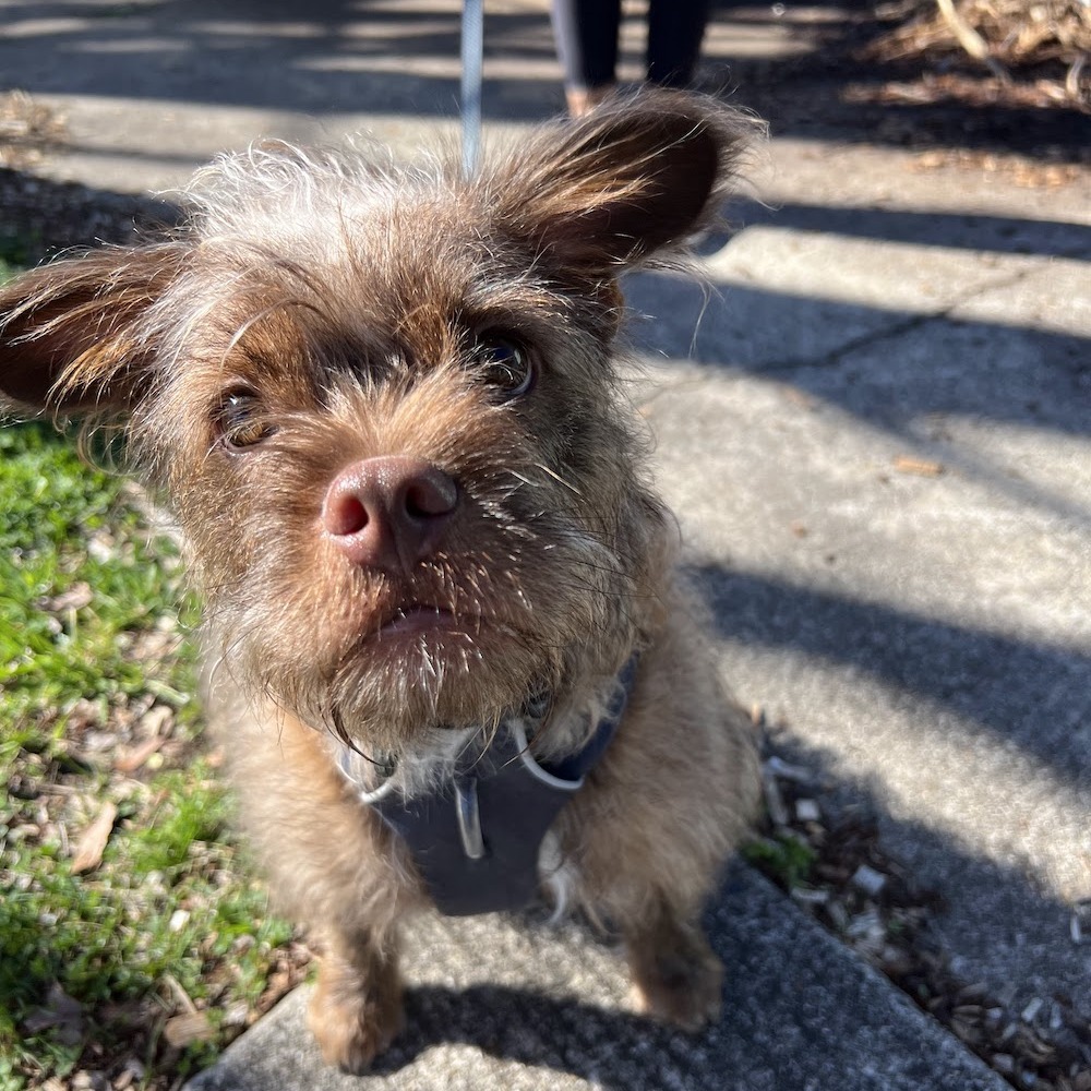 Huxley Huck