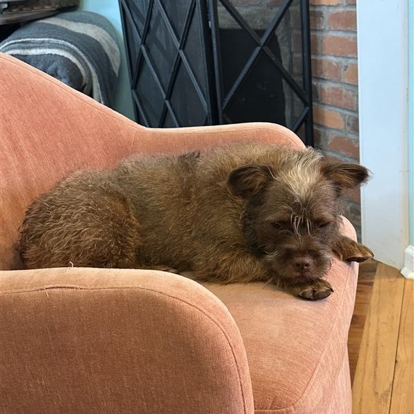 Huxley Huck