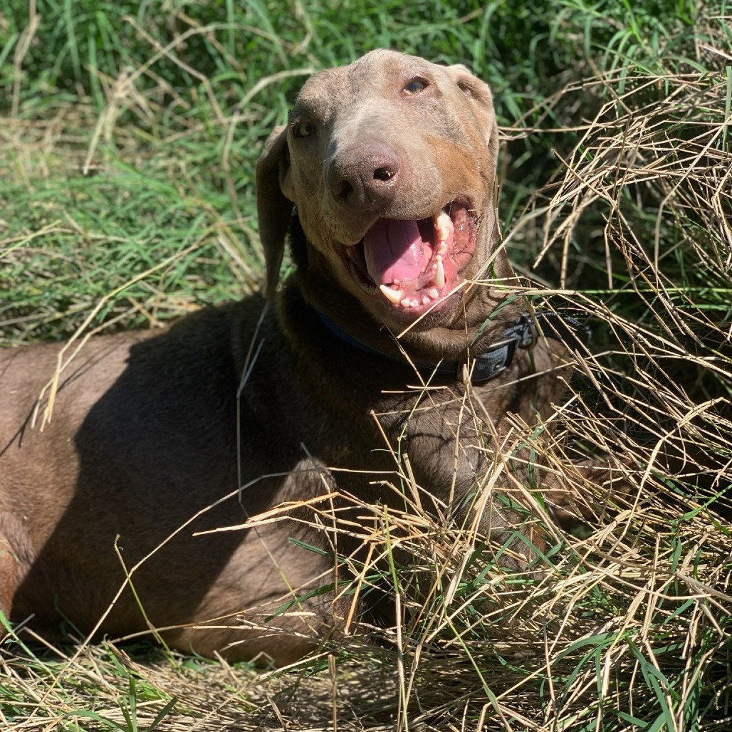 Winston