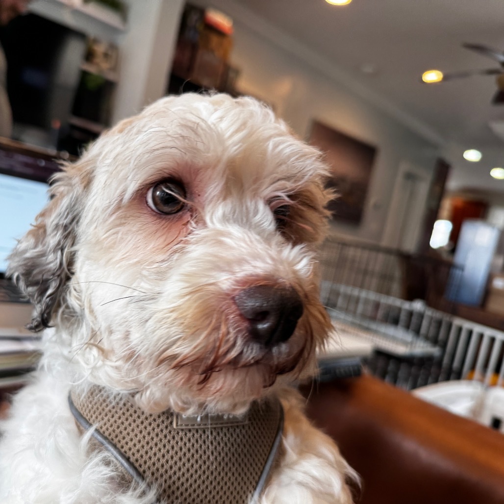Betsy, an adoptable Havanese in Chicago, IL, 60641 | Photo Image 1