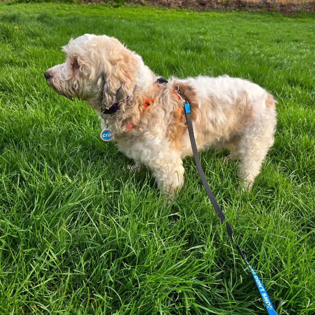 Betsy, an adoptable Havanese in Chicago, IL, 60641 | Photo Image 3