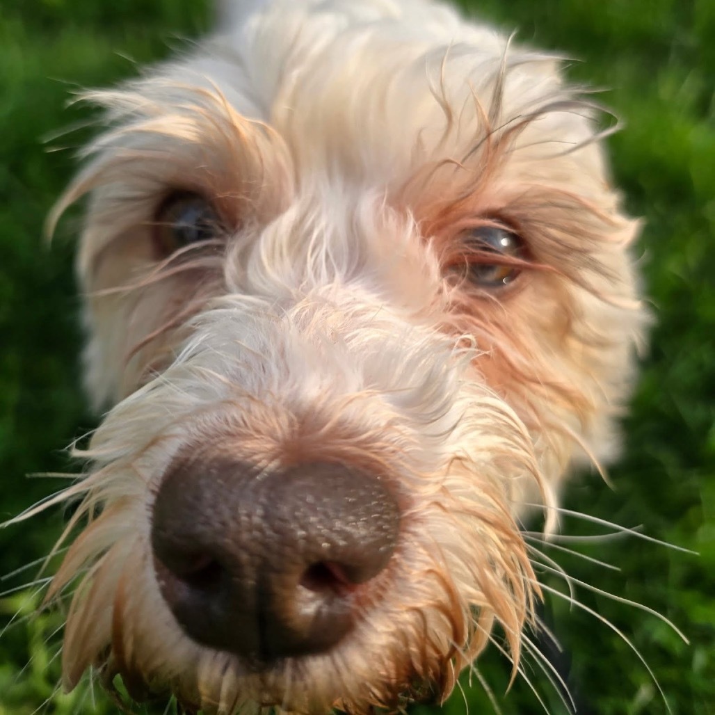 Betsy, an adoptable Havanese in Chicago, IL, 60641 | Photo Image 4