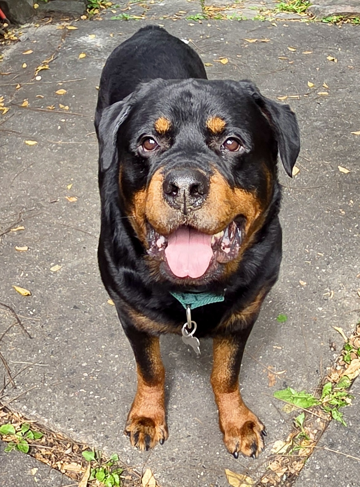 Chucky, an adoptable Rottweiler in Lincoln, NE, 68506 | Photo Image 1