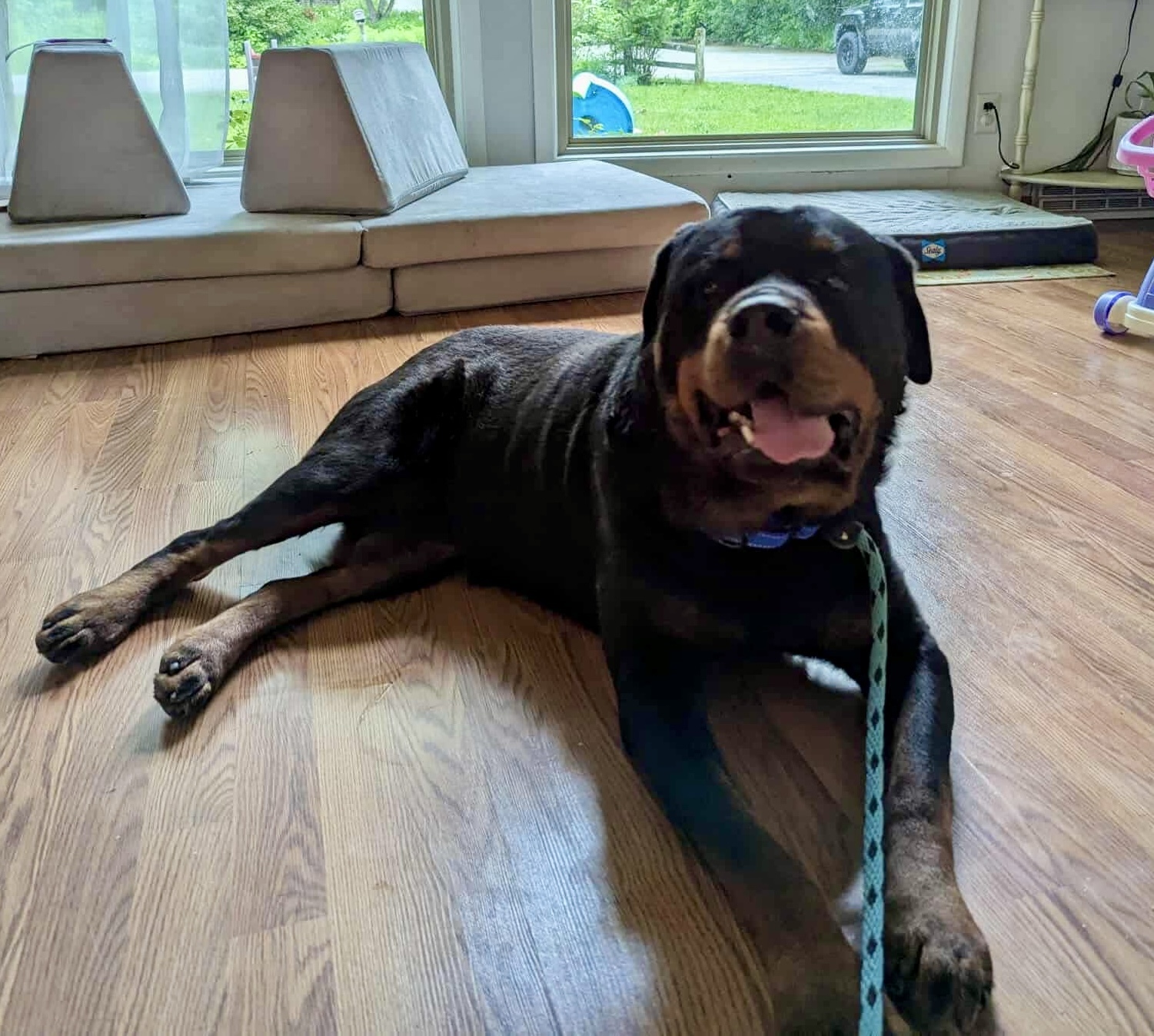 Chucky, an adoptable Rottweiler in Lincoln, NE, 68506 | Photo Image 2