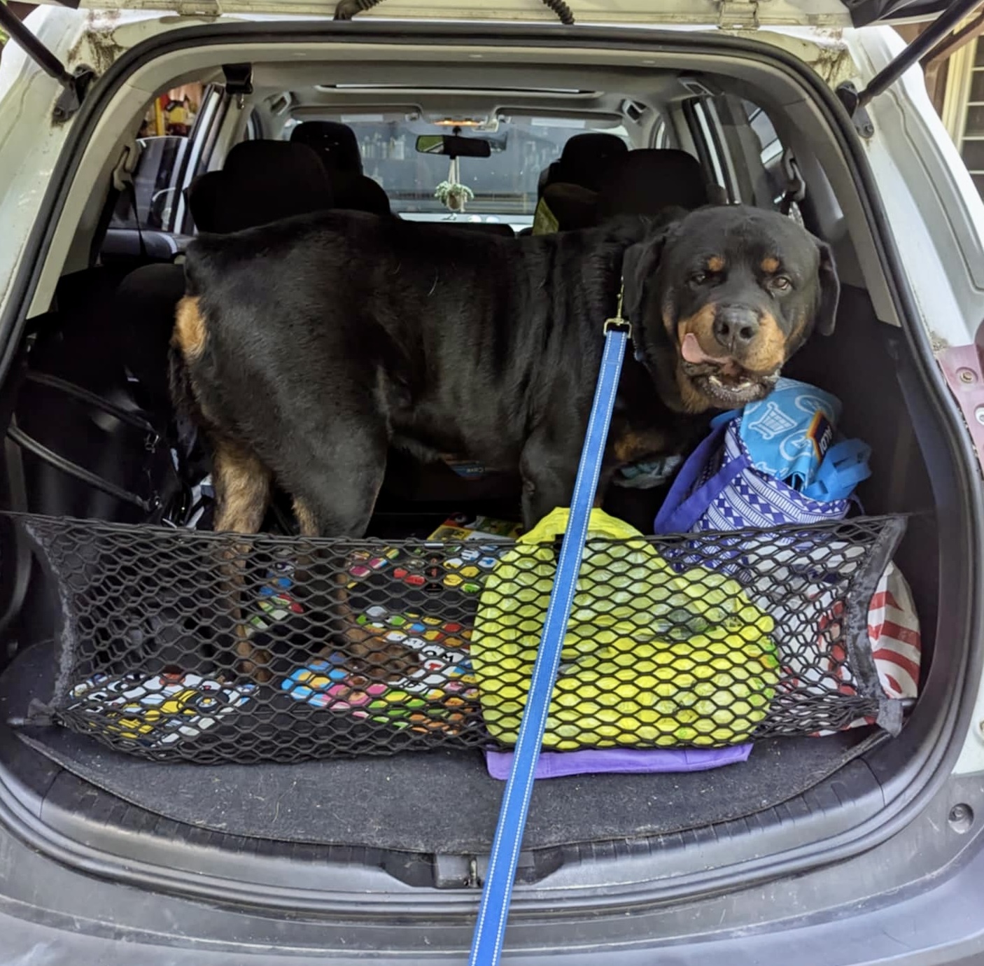 Chucky, an adoptable Rottweiler in Lincoln, NE, 68506 | Photo Image 3