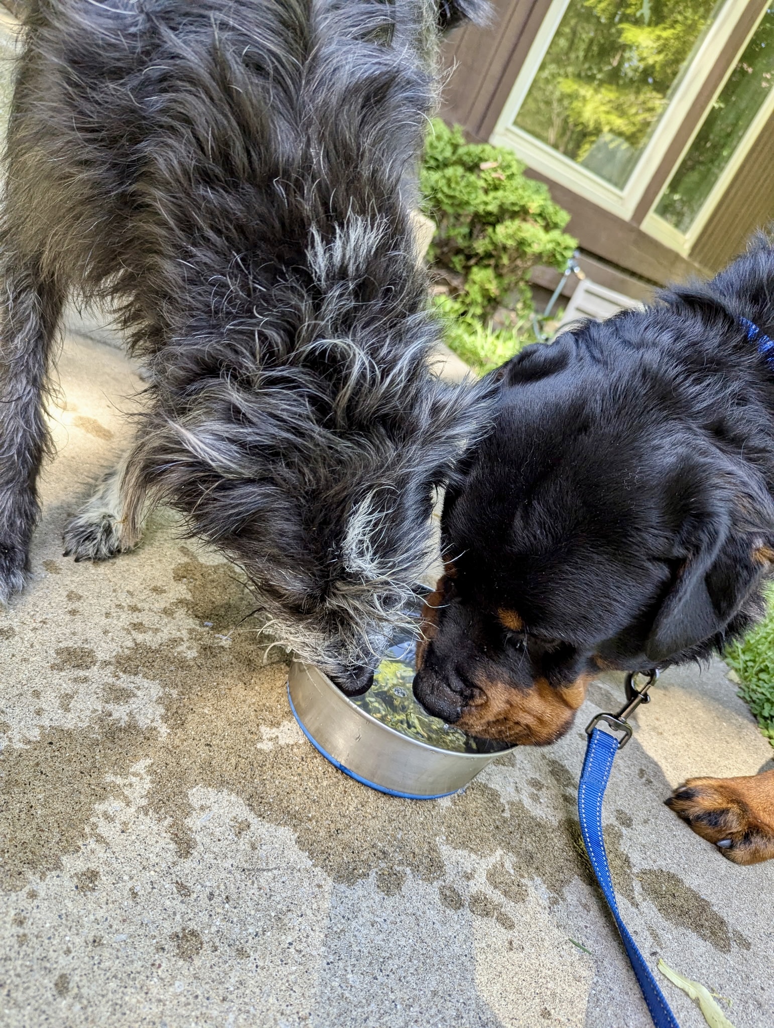 Chucky, an adoptable Rottweiler in Lincoln, NE, 68506 | Photo Image 4
