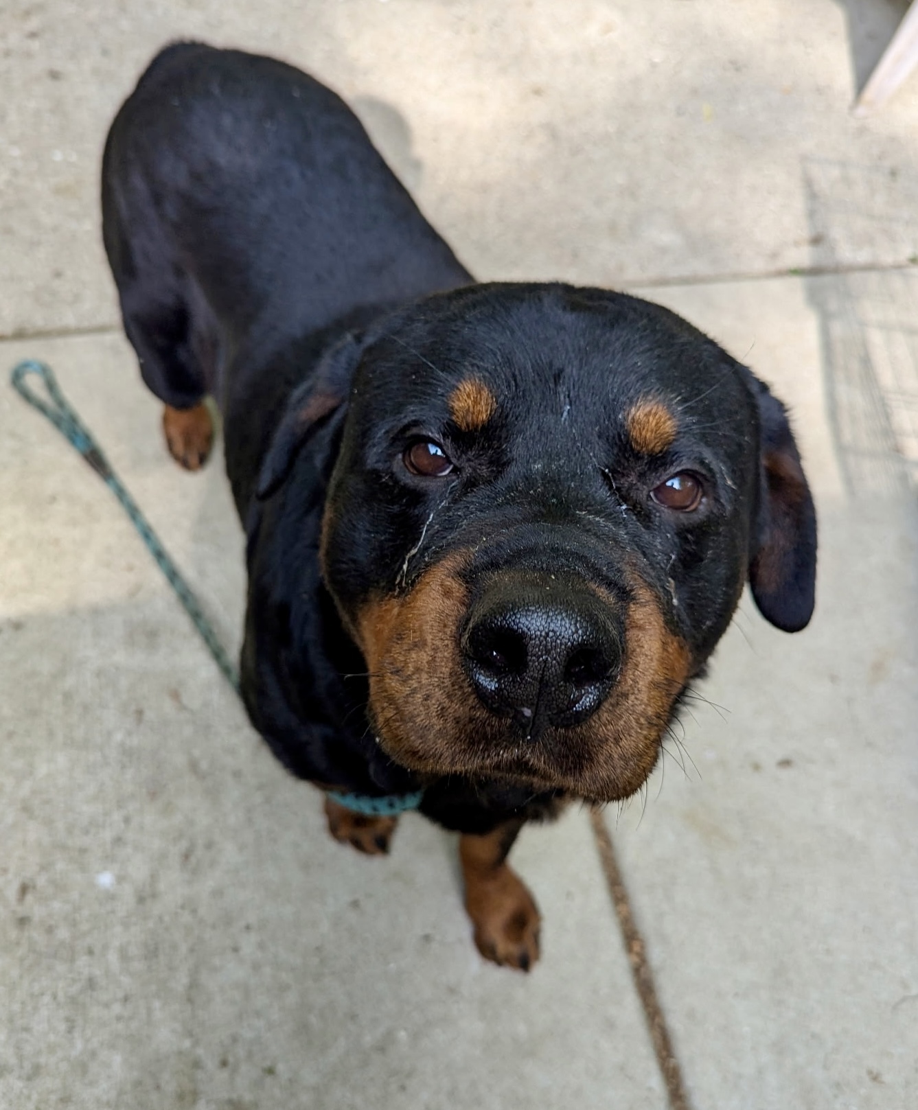 Chucky, an adoptable Rottweiler in Lincoln, NE, 68506 | Photo Image 5