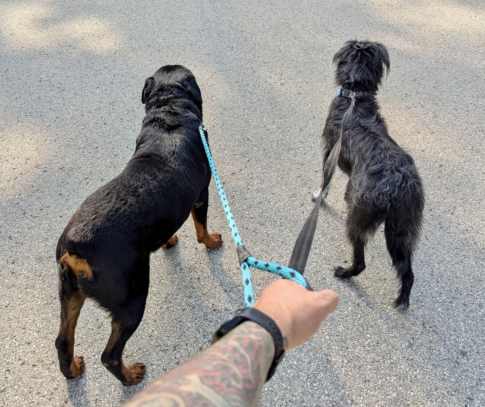 Chucky, an adoptable Rottweiler in Lincoln, NE, 68506 | Photo Image 6