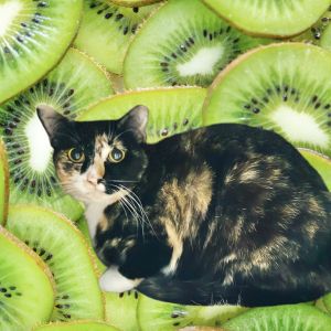 Kiwi, Adult Female unknown
