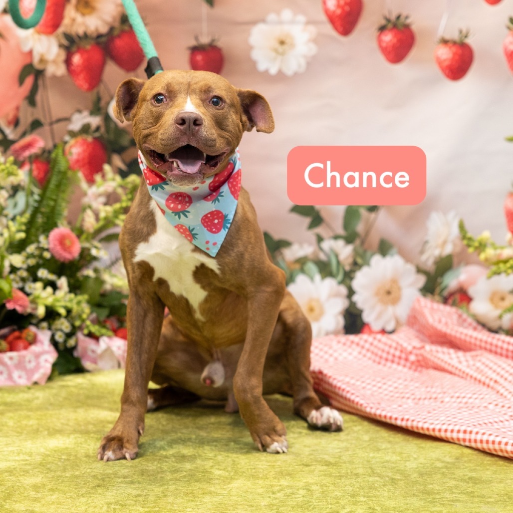 Chance