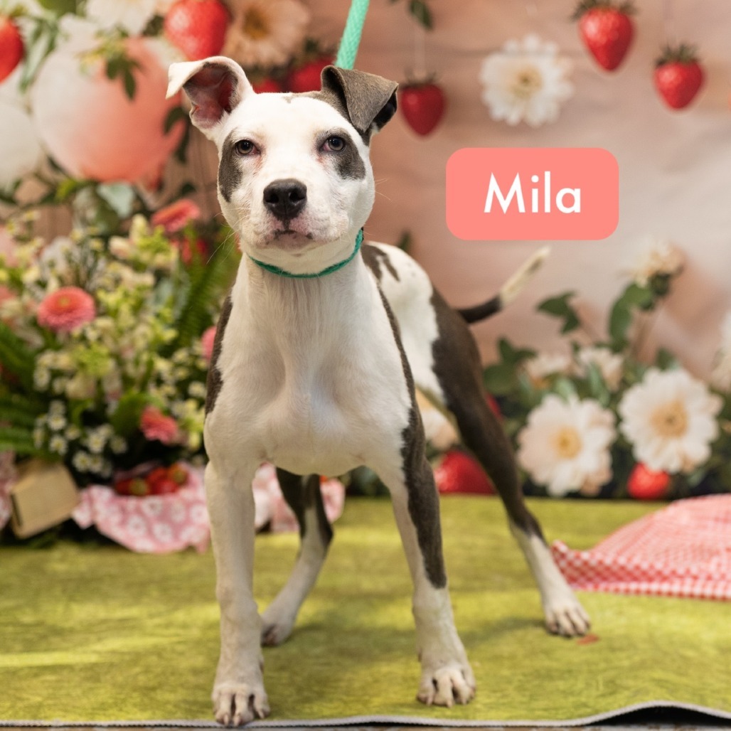 Mila