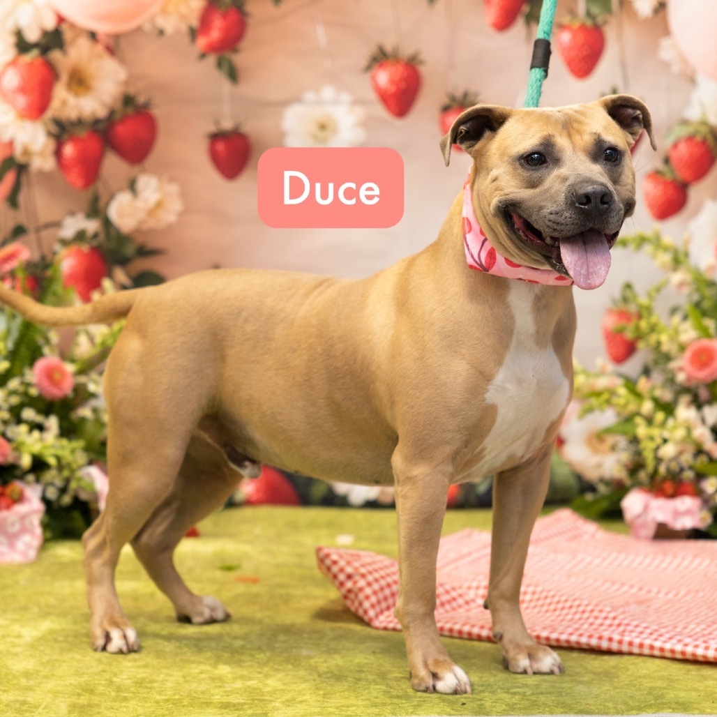 Duce