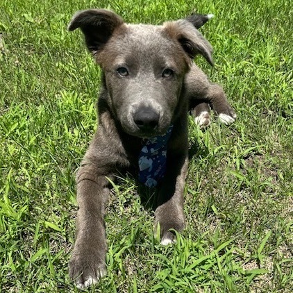 Arthur, an adoptable Mixed Breed in Beresford, SD, 57004 | Photo Image 1